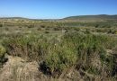 The Blaauwberg Sand Fynbos large-scale ecological restoration project