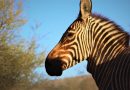 Returning past glory: How the Cape Mountain Zebra returned to the Baviaanskloof