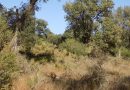 Cork oak forest restoration in the Maamora cork oak forest in Morocco (June to December 2019)