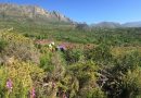 Saving Critically Endangered Peninsula Granite Fynbos from extinction at Tokai Park, Cape Town