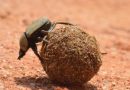 Dung beetles – indicators of biodiversity